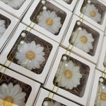 گیفت گل بابونه مدل جعبه ای