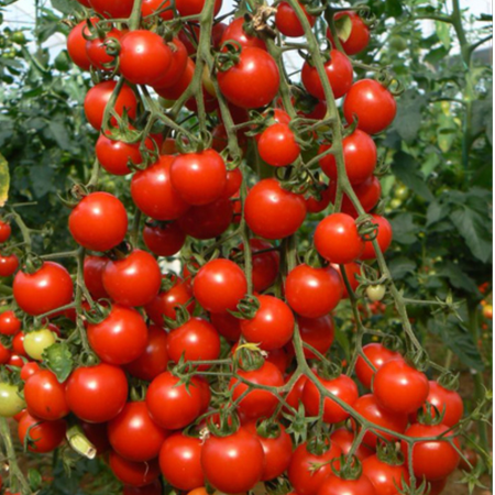 بذر گوجه چتری قرمز پاکوتاه بسته 15عددی