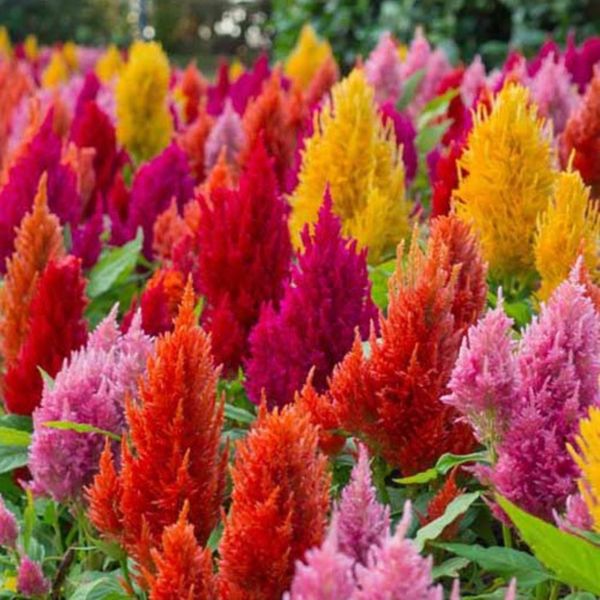 بذر تاج خروس افشان بسته 50 عددی