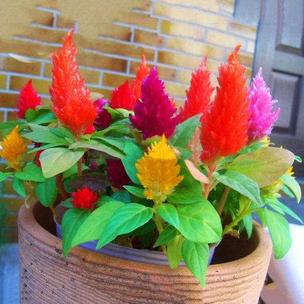 بذر تاج خروس افشان بسته 50 عددی