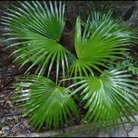 بذر نخل باد بزنی بسته 1000 عددی