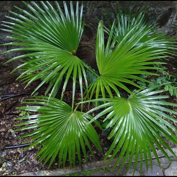 بذر نخل باد بزنی بسته 1000 عددی