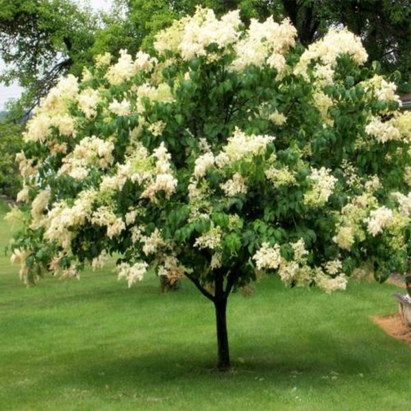 بذر یاس هلندی بسته 10 هزار عددی