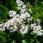 بذر یاس هلندی بسته 10 هزار عددی