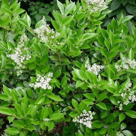 بذر یاس هلندی بسته 10 هزار عددی