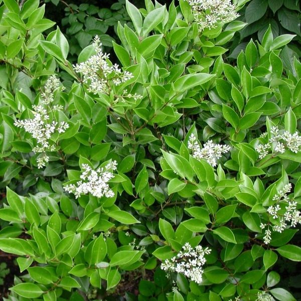 بذر یاس هلندی بسته 10 هزار عددی