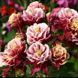 بذر تاج الملوک پرپر الوان 20عددی