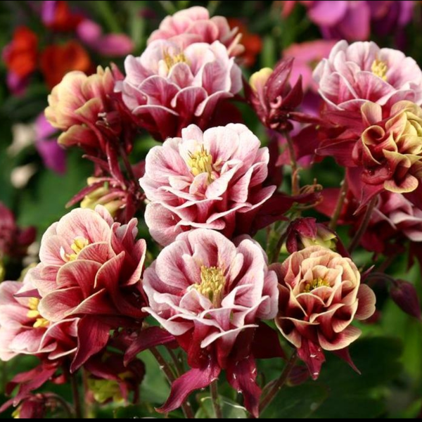 بذر تاج الملوک پرپر الوان 20عددی