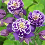 بذر تاج الملوک پرپر الوان 20عددی