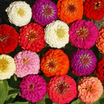 بذر آهار گل درشت الوان بسته 20عددی
