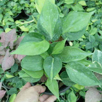 گیاه طبیعی اسکاندیس ابلغ