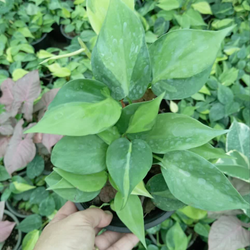 گیاه طبیعی اسکاندیس ابلغ