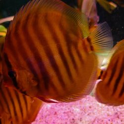 ماهی دیسکس رد رز red rose discus fish