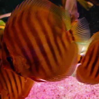 ماهی دیسکس رد رز red rose discus fish