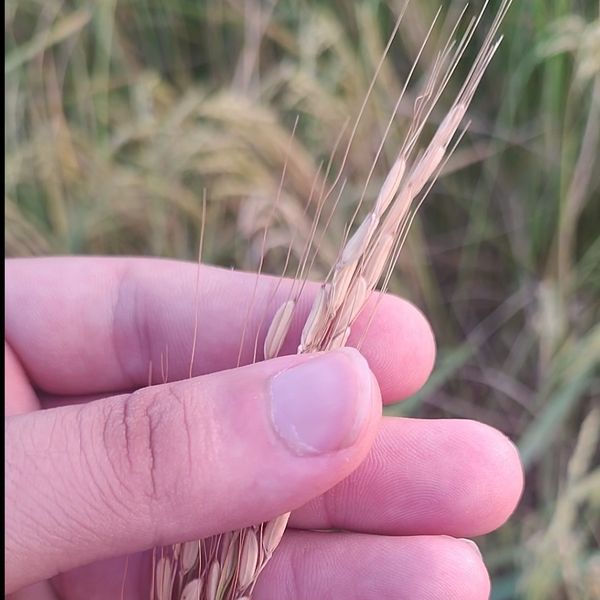 برنج زرددم اشرافی آستانه اشرفیه(10کیلویی)