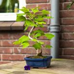 بذر جینکو (ژینکو) بسته 100عددی