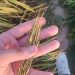 هاشمی معطر آستانه اشرفیه | دو الکه و پاک شده | 5 کیلو