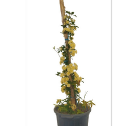 رز آبشار طلایی