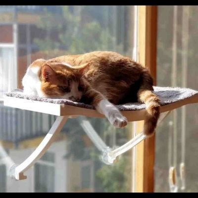 جای خواب شیشه ای گربه