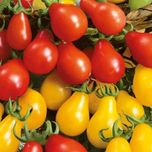 بذر گوجه گلابی بسته 15 عددی