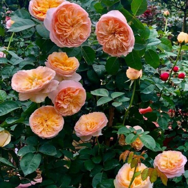 جشنواره ویژه بذر رز ژولیت 10 بسته 2 عددی