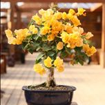 بذر گل کاغذی زرد بسته 3عددی