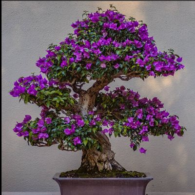 بذر گل کاغذی بنفش بسته 3عددی