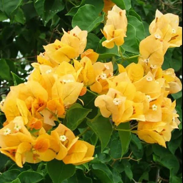 بذر گل کاغذی زرد بسته 3عددی