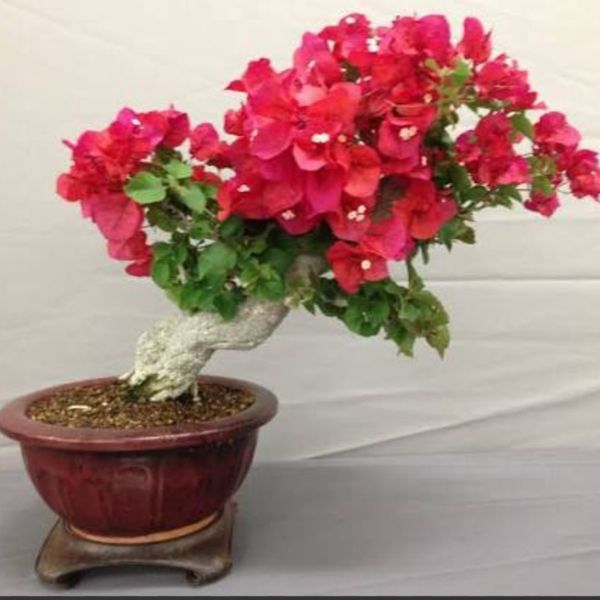 بذر گل کاغذی قرمز بسته 3عددی