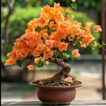 بذر گل کاغذی نارنجی بسته 3عددی