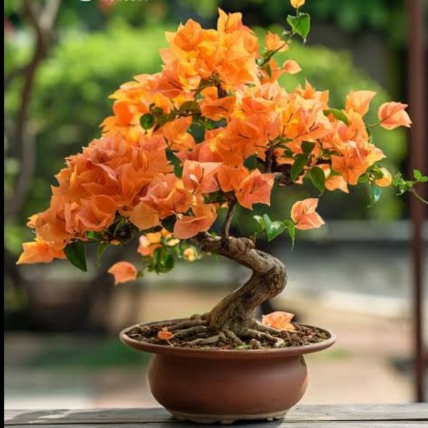 بذر گل کاغذی نارنجی بسته 3عددی