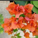 بذر گل کاغذی نارنجی بسته 3عددی