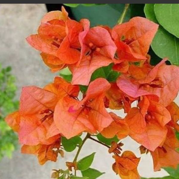 بذر گل کاغذی نارنجی بسته 3عددی
