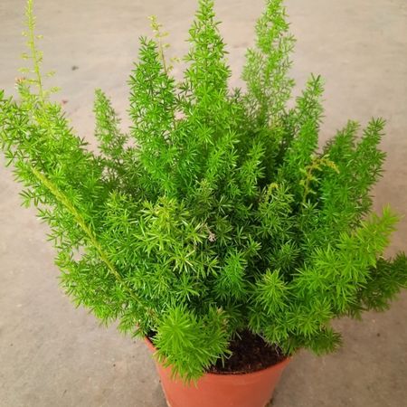 بذر گل شویدی بسته10عددی