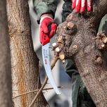 اره باغبانی خم کره ای رونیکس مدل RH-3602