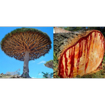 بذر درخت خون اژدها بسته 3عددی