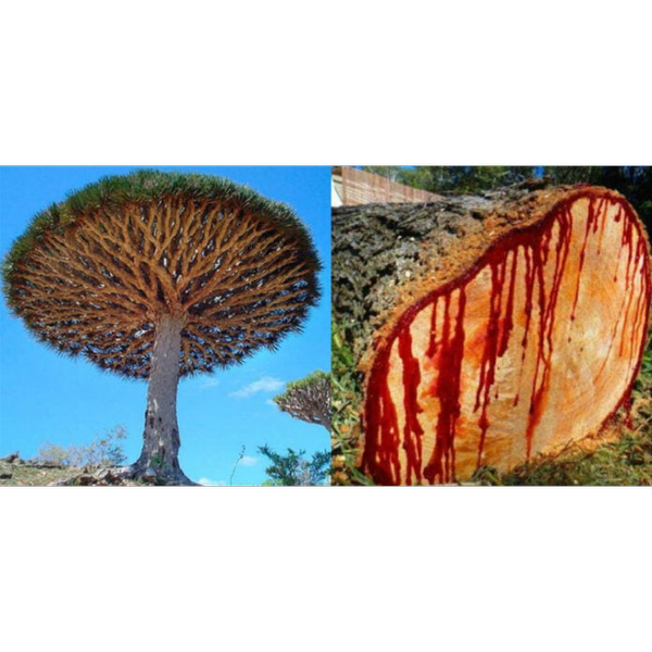 بذر درخت خون اژدها بسته 3عددی