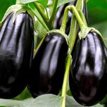 بذر بادمجان شیرین توگال 1003