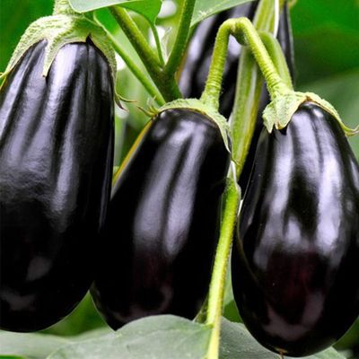 بذر بادمجان شیرین توگال 1003
