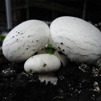 خاک پوششی قارچ دکمه ای ورگا