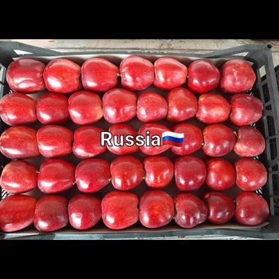 سیب قرمز (RED APPLE)
