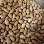 بادام زمینی درشت آستانه