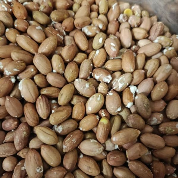 بادام زمینی درشت آستانه