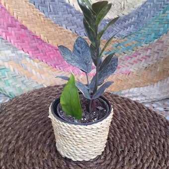 گلدان حصیری سایز 14