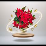 گل یلدا (بنت القنسول - گل کریسمس)