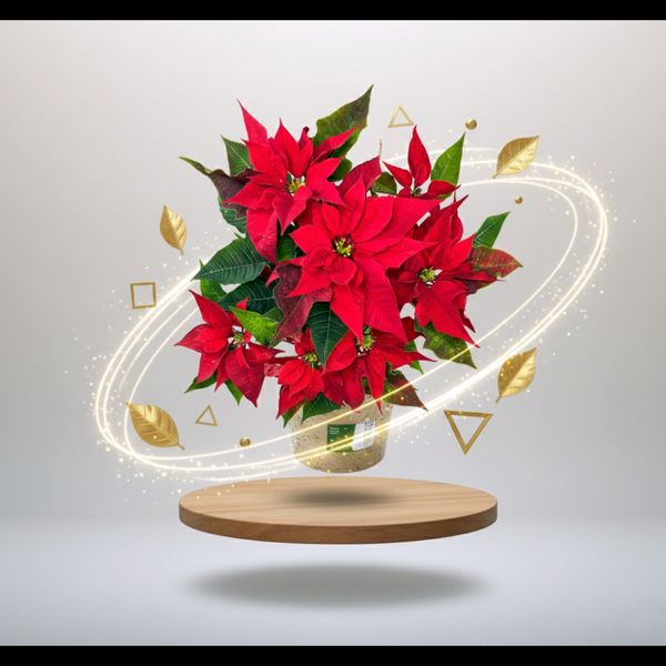 گل یلدا (بنت القنسول - گل کریسمس)