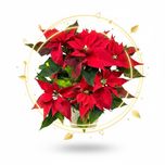 گل یلدا (بنت القنسول - گل کریسمس)