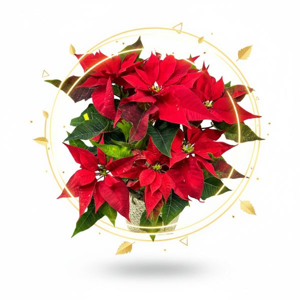 گل یلدا (بنت القنسول - گل کریسمس)