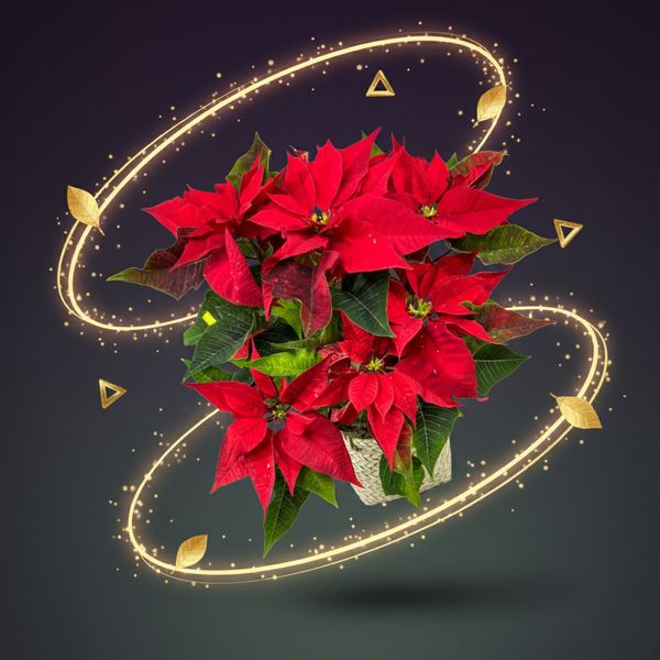 گل یلدا (بنت القنسول - گل کریسمس)