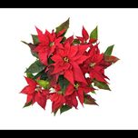 گل یلدا (بنت القنسول - گل کریسمس)